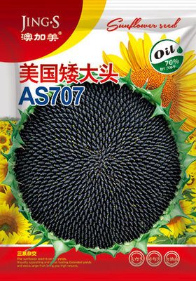 美国矮大头AS707
