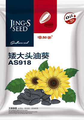 矮大头油葵AS918
