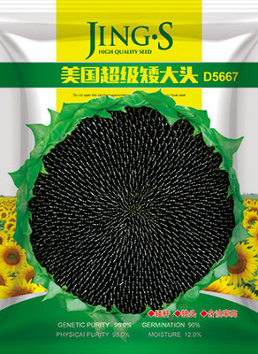 美国超级矮大头
